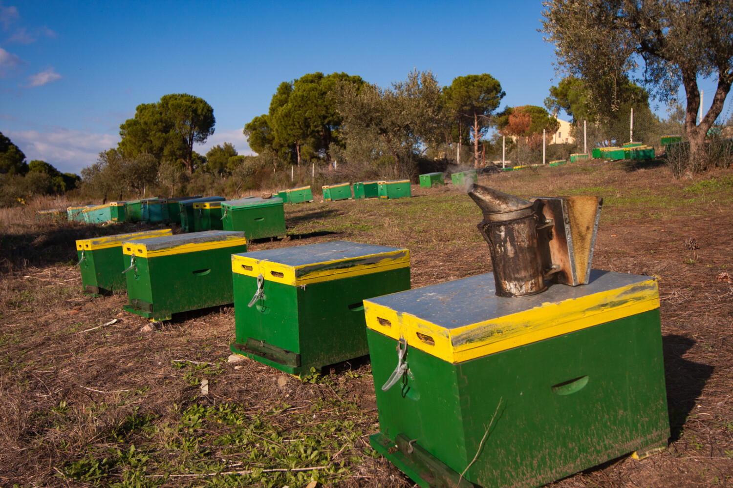 kypseles-honey-experts